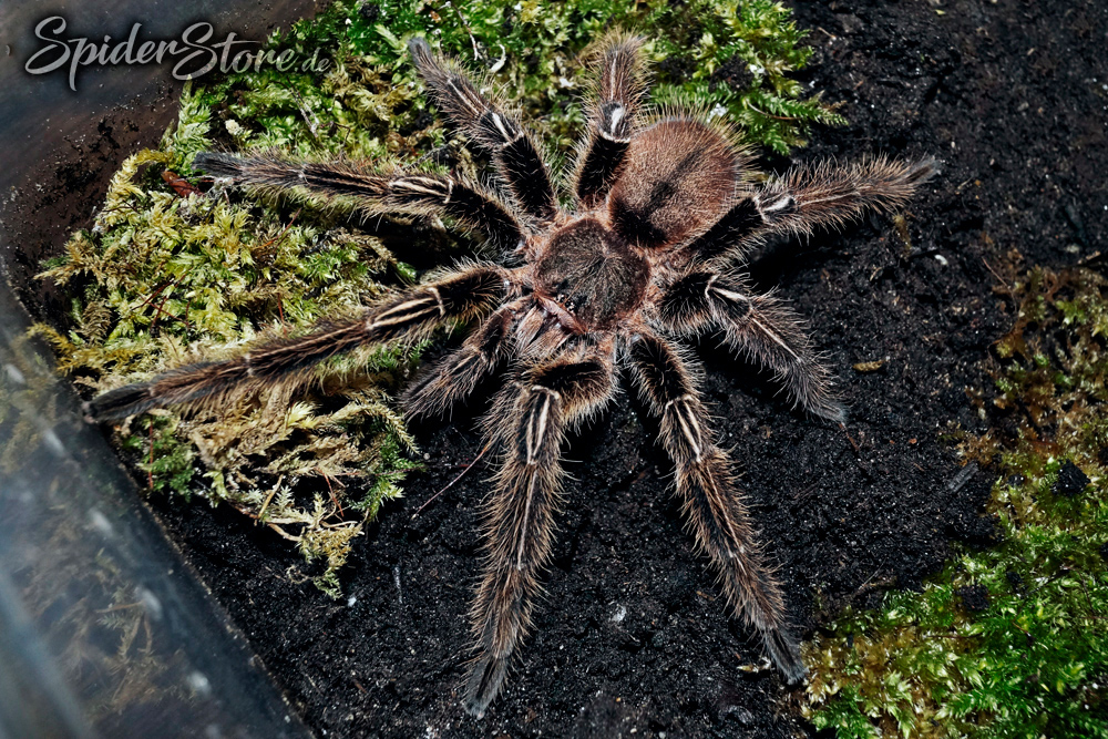 Ephebopus murinus